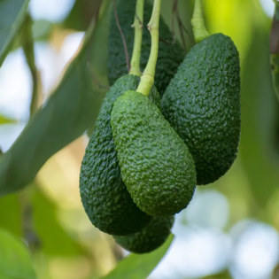 Avocados